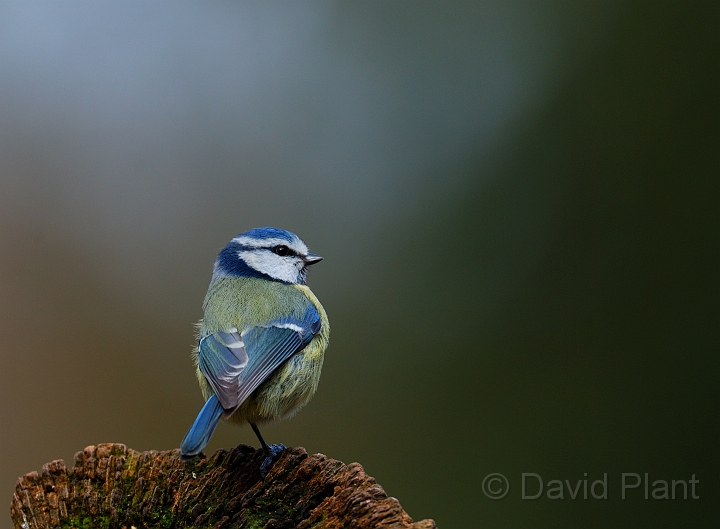 Blue tit - I.jpg - Blue tit - Forest of Dean